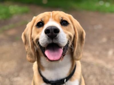 Playful dog