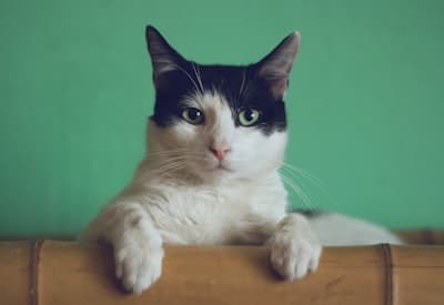 Curious cat representing calm companionship