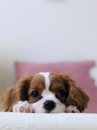 Happy dog showing community energy