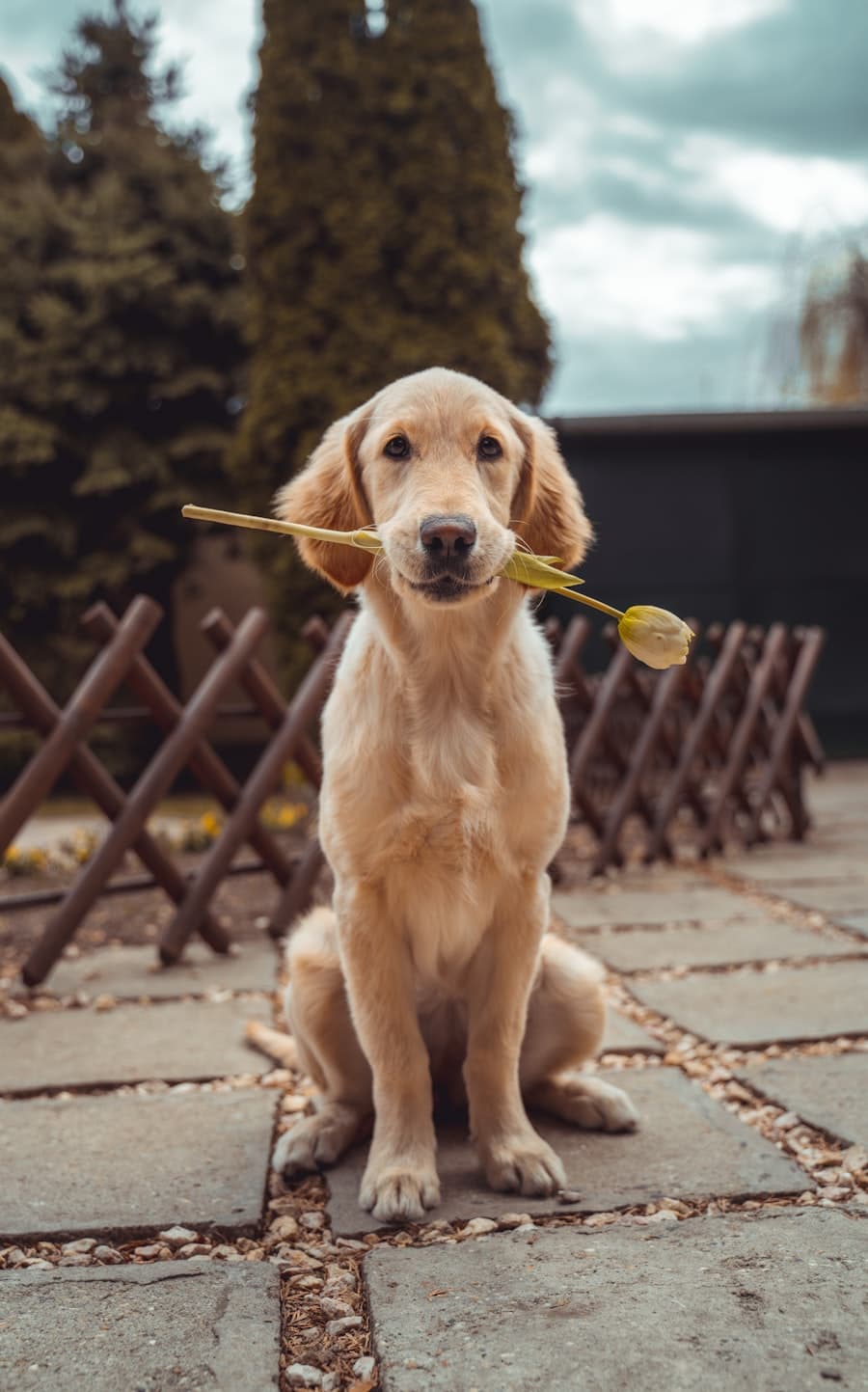 Happy golden retriever being petted outdoors